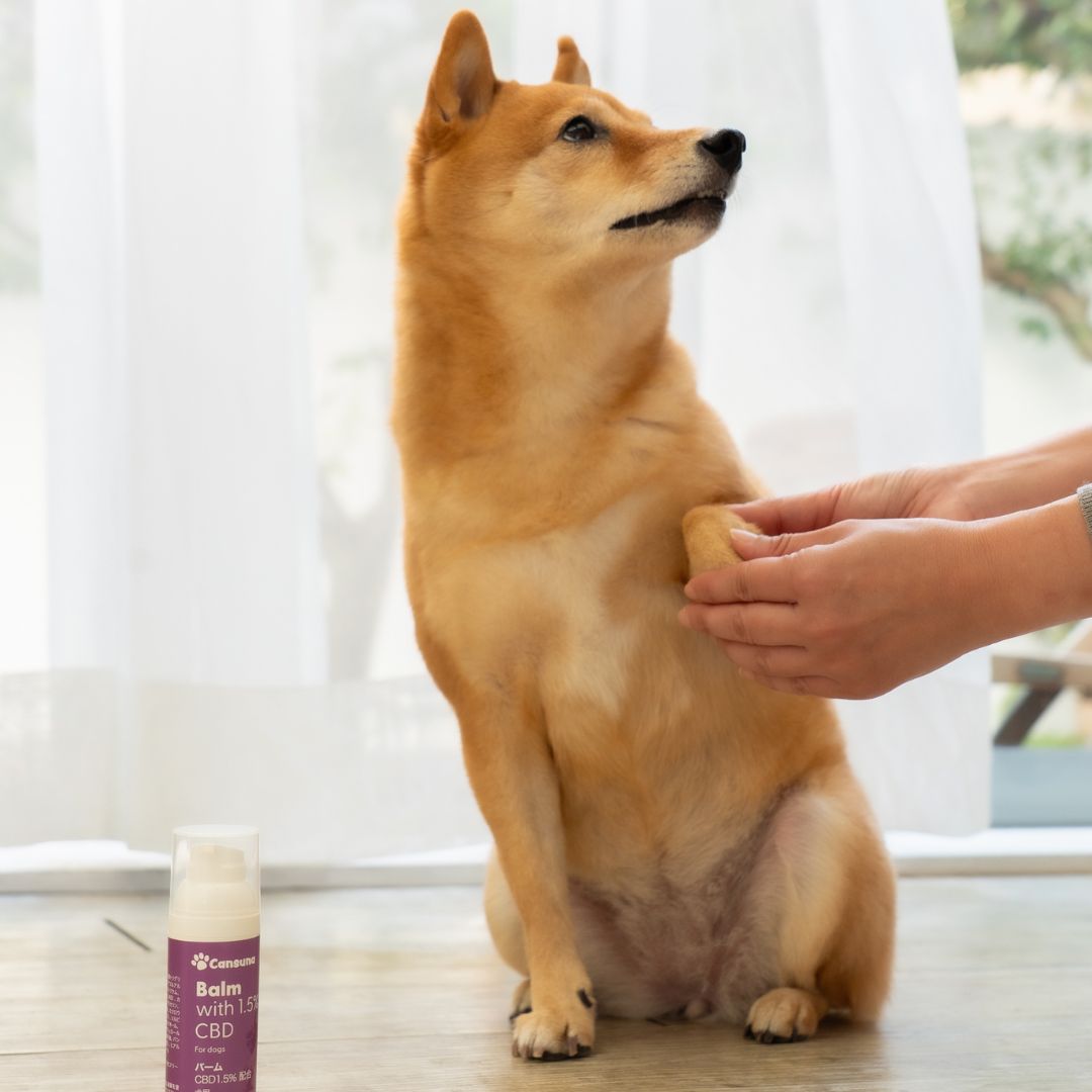 ［ペット用CBDバーム］CBD750mg/50ml｜犬・猫の日常ケアに - Cansuna