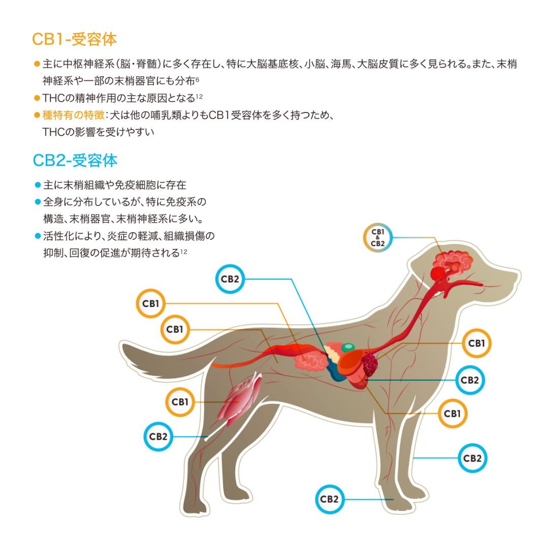 ［ペット用CBDバーム］CBD750mg/50ml｜犬・猫の日常ケアに - Cansuna