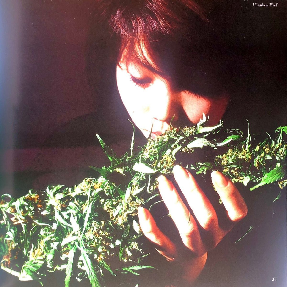［Weed of Wonder］ハッシュマリファナ＆ヘンプ博物館 - CBD Library